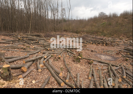 Pollarded faggi fino alla base in un bosco di latifoglie con legname abbattuto scattering in primo piano Foto Stock