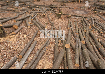 Pollarded faggi fino alla base in un bosco di latifoglie con legname abbattuto scattering in primo piano Foto Stock