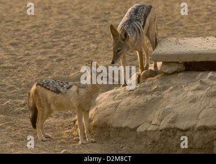 Coppia di black-backed jackal (Canis mesomelas) nel deserto del Kalahari, Sud Africa Foto Stock