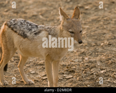 Nero-backed jackal (Canis mesomelas) nel deserto del Kalahari, Sud Africa Foto Stock