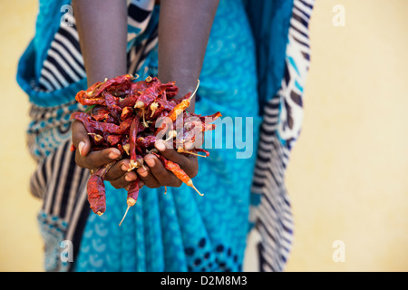 Rurale villaggio indiano donna azienda secchi peperoncino rosso nelle sue mani. Andhra Pradesh, India. Messa a fuoco selettiva Foto Stock