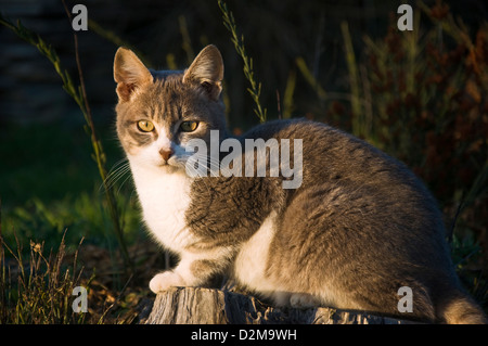 Giovani tomcat seduta sul ceppo di albero in giardino Foto Stock