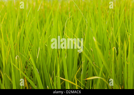 Pianta di riso nel campo di riso, Hong Kong. Foto Stock