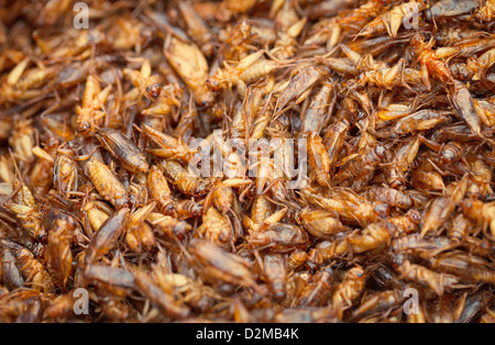 Gli insetti commestibili - grilli, fritti in olio Foto Stock