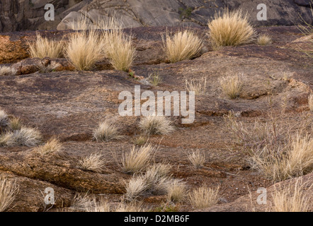 Erbe secche e granito in Augrabies National Park, Northern Cape, Sud Africa Foto Stock