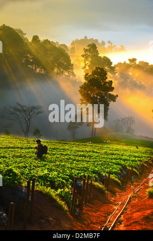 Bellissimo paesaggio e fragole fresche farm in inverno a Chiangmai : Thailandia Foto Stock