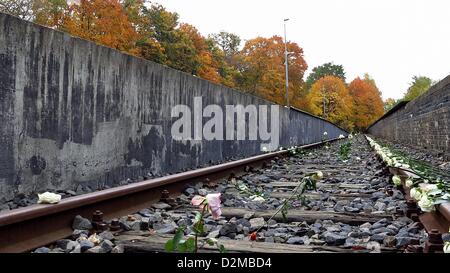 Rose bianche giacciono su piastre di acciaio della piattaforma 17 memoriale alla stazione di Grunewald di Berlino, Germania, 24 ottobre 2012. Il memoriale commemora la deportazione treni con gli ebrei tedeschi da Berlino. Il primo di questi treni hanno iniziato ad operare il 18 ottobre 1941. Fino al mese di aprile 1942, questi treni erano principalmente destinati a gehttos in Europa orientale. A partire dalla fine del 1942 in poi, quasi tutti i treni departation è andato al campo di sterminio di Auschwitz e Birkenau a Theresienstadt campo di concentramento. Circa 50.000 ebrei di Berlino sono stati deportati dalla stazione di Grunewald, con circa 17.000 persone Foto Stock