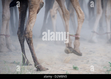 Camel camminare con i piedi legati Foto Stock