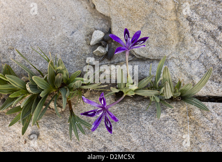 Un endemico iris-relativo, Babiana framesii tra rocce in riserva Nieuwoudtville, Sud Africa Foto Stock