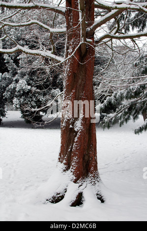 Dawn Redwood, Metasequoia glyptostroboides, in inverno con la neve Foto Stock