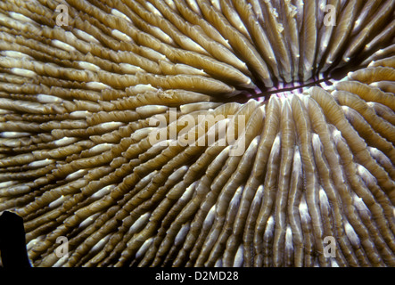 Corallo a fungo, scuba diving, Coral reef, barriere coralline, Isola di Qamea, Figi, South Pacific Melanesia, Oceania Foto Stock