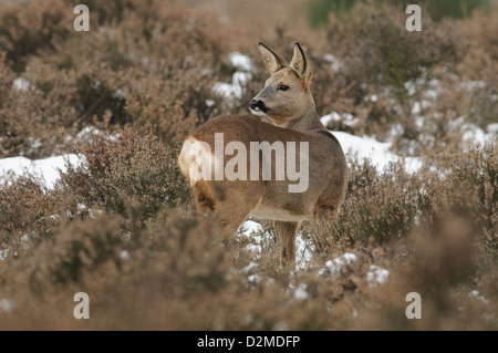 Capriolo nella neve Foto Stock