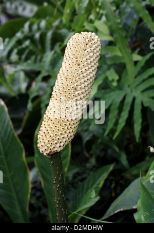 Anchomanes difformis, Araceae. Africa tropicale. Syn. A. dubius, A. hookeri, A. obtusus, A. petiolatus, Amorphophallus difformis Foto Stock