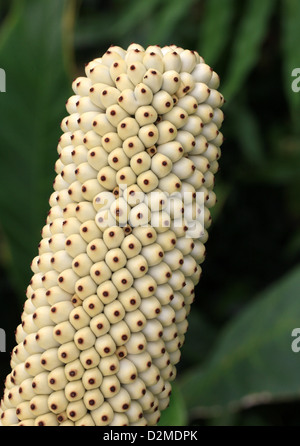 Anchomanes difformis, Araceae. Africa tropicale. Syn. A. dubius, A. hookeri, A. obtusus, A. petiolatus, Amorphophallus difformis Foto Stock