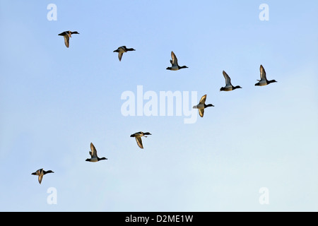 Un piccolo gregge di scaup battenti in una 'V' di formazione con ali soleggiato contro un cielo blu Foto Stock