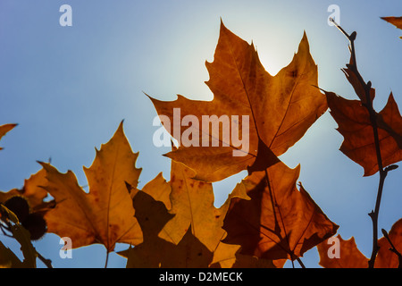 Belle foglie dorate in autunno contro il cielo blu in Grecia Foto Stock
