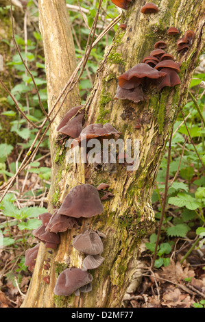 Giudeo orecchio del fungo di corpi fruttiferi crescente a morire il sambuco tronco di albero Foto Stock