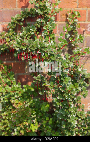 Fuchsia a fiore uva spina e ribes speciosum, Grossulariaceae. In California, USA, America del Nord. Foto Stock