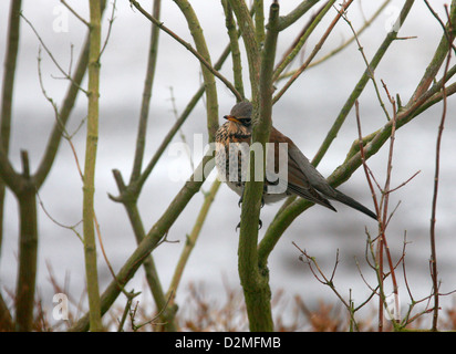 Allodole Cesene Beccacce, Turdus pilaris, turdidae. Un Tordo che è un visitatore invernale per il Regno Unito dalla Scandinavia. Foto Stock