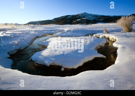 WY00330-00...WYOMING - erba smerigliato lungo il fiume Lamar in Lamar Valle del Parco Nazionale di Yellowstone. Foto Stock