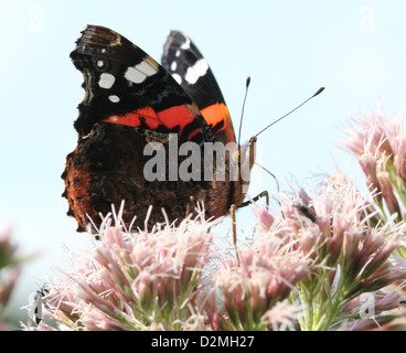 Red admiral butterfly (Vanessa Atalanta) alimentazione nettare in estate, contro uno sfondo blu Foto Stock