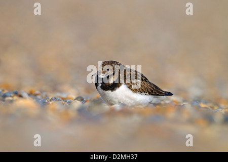 Unico Turnstone Arenaria interpres poggiante sulla banca di scandole Foto Stock