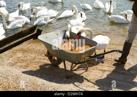 Cigni (Cygnus olor), adulti, tenendo il mais dalla carriola a Abbotsbury Swannary, Dorset, Inghilterra, Aprile Foto Stock