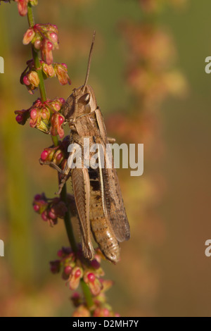 Minor Marsh Grasshopper, (Chorthippus albomarginatus), Adulto sul comune di fioritura Sorrel, (Rumex acetosa), Warwickshire, Inghilterra, Luglio Foto Stock