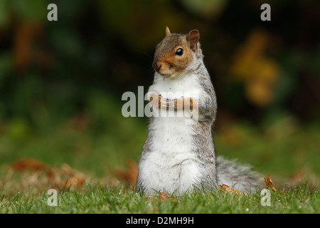 Scoiattolo grigio, (Sciurus carolinensis), adulto, in piedi sulle zampe posteriori in alert pongono sul giardino prato, Warwickshire, Inghilterra, Ottobre Foto Stock