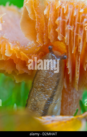 La Bourguignat Slug, (Arion circumscriptus), alimentando sul prato waxcap funghi Hygrocybe pratensis) sul giardino prato in autunno Foto Stock