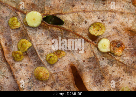 Oak Spangle Galli, (Neuroterus quercusbaccarum), su foglie di quercia (Quercus robur), Warwickshire, Inghilterra, Novembre Foto Stock