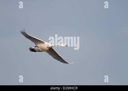 Bewick's Swan (Cygnus columbianus bewickii), adulto, in volo, Slimbridge, Gloucestershire, Inghilterra, Gennaio Foto Stock