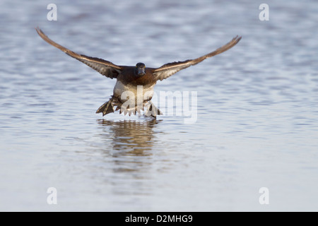 Pochard comune (Aythya ferina), femmina adulta, atterraggio su acqua in inverno, Slimbridge, Gloucestershire, Inghilterra, Gennaio Foto Stock