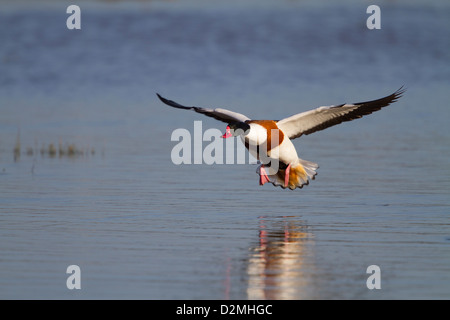 Shelduck comune (Tadorna tadorna) maschio adulto, atterraggio su acqua, Slimbridge, Gloucestershire, Inghilterra, Gennaio Foto Stock