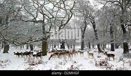 Cervi selvatici nella neve Richmond Park London REGNO UNITO Foto Stock