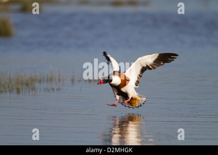 Shelduck comune (Tadorna tadorna) maschio adulto, atterraggio su acqua, Slimbridge, Gloucestershire, Inghilterra, Gennaio Foto Stock