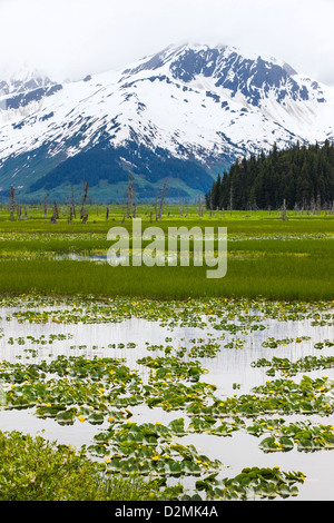 Gigli di stagno (Nuphar Polysepalum) e erbe palustri crescono lungo la punta meridionale di Turnagain Arm, vicino a Portage, Alaska, STATI UNITI D'AMERICA Foto Stock