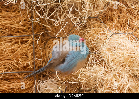 Blue-breasted-Cordon bleu finch. Uraeginthus angolensis. Fotografato in cattività. Foto Stock