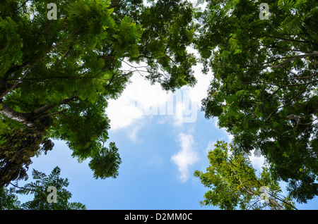 Il cielo luminoso, il verde degli alberi. Foto Stock