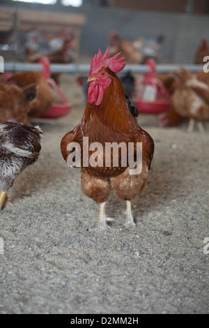 La Rhode Island red rooster in casa di pollo Foto Stock