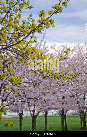 Blooming cherry trees in a park in Burlington, Ontario, Canada. Foto Stock