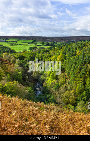 West Beck nella profonda valle circondata da banchi di alberi, felci e terreni agricoli del North York Moors, Goathland, nello Yorkshire, Regno Unito Foto Stock