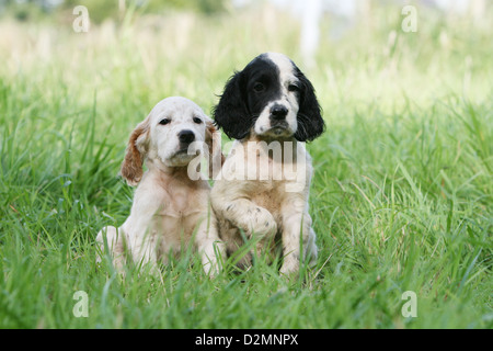 Cane Setter inglese cuccioli di due diversi colori (blu e arancione Belton) seduto in un prato Foto Stock