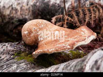 Birch Polypore Piptoporus betulinus crescente sul tronco di albero Foto Stock