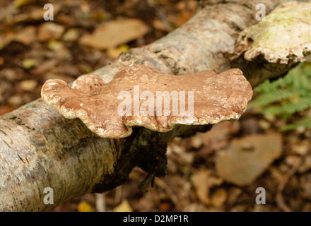 Birch polypore Piptoporus betulinus crescente sul suolo della foresta Foto Stock