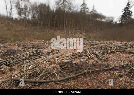 Pollarded faggi fino alla base in un bosco di latifoglie con legname abbattuto scattering in primo piano Foto Stock