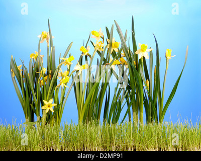 Mazzetto di fresco narcisi crescente in erba oltre il cielo blu Foto Stock