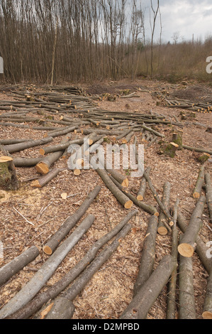 Pollarded faggi fino alla base in un bosco di latifoglie con legname abbattuto scattering in primo piano Foto Stock