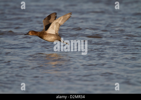 Pochard comune (Aythya ferina), femmina adulta, tenendo fuori dall'acqua in inverno, Slimbridge, Gloucestershire, Inghilterra, Gennaio Foto Stock