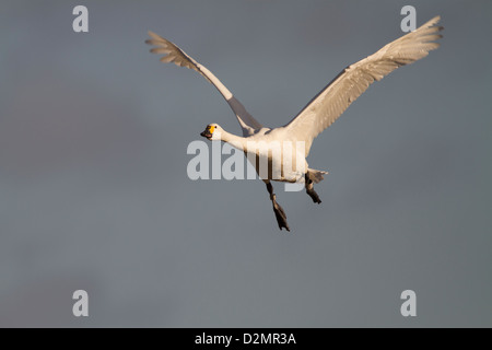 Bewick's Swan (Cygnus columbianus bewickii), adulto, in volo in inverno, Slimbridge, Gloucestershire, Inghilterra, Gennaio Foto Stock